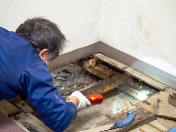 Best Emergency Mold Remediation in Willamina, OR