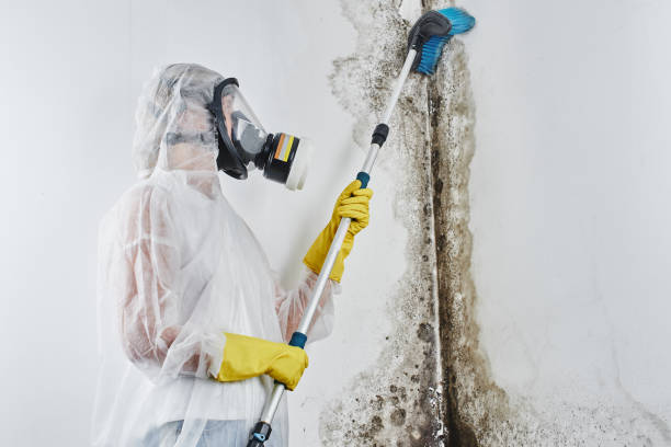 Best HVAC Mold Remediation in Willamina, OR
