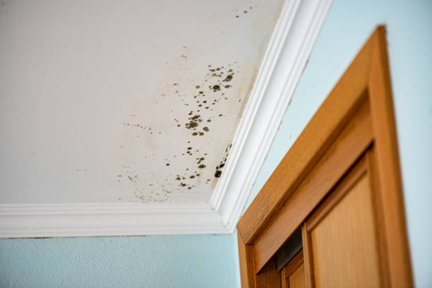 Best Residential Mold Remediation in Willamina, OR