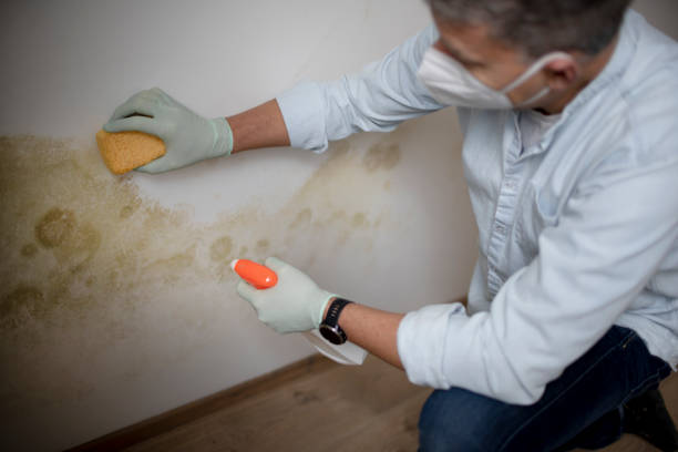 Best Health and Safety Mold Remediation in Willamina, OR